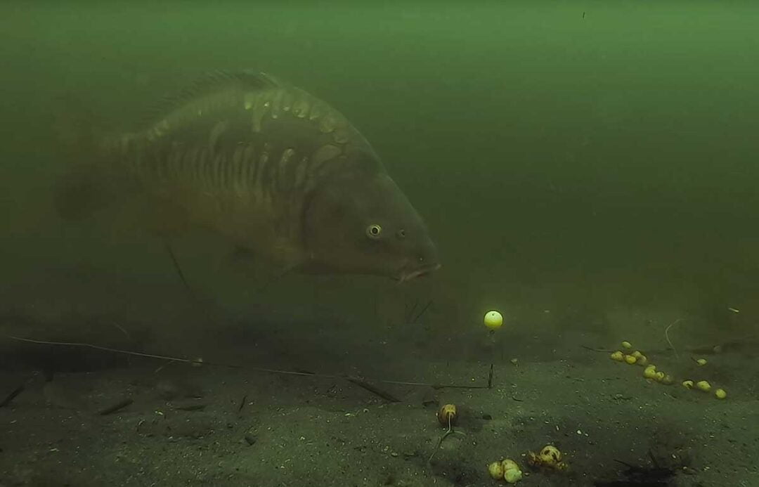 karpfen kapital unterwasser pop up boilie