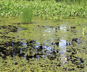 bild zeigt ein krautfeld im angelgewässer. krautfelder sind vorzügliche hotspots beim karpfenfischen