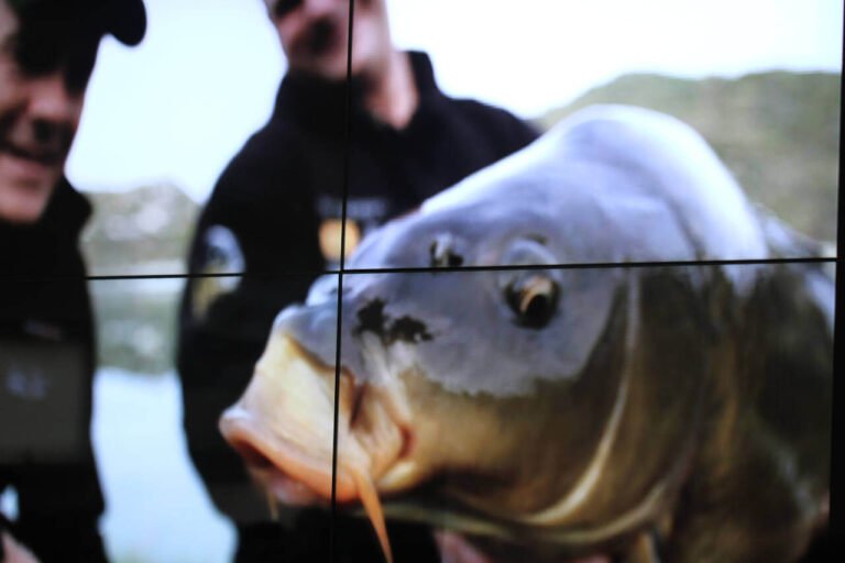 das bild zeigt zwei karpfenangler, die einen kapitalen karpfen beim karpfenfischen gefangen haben. karpfenfischen in der kathegorie angelwissen