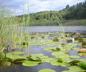 bild zeigt einen karpfenteich mit einem seerosenfeld bei dem man auf kapitale karpfen fischen kann.