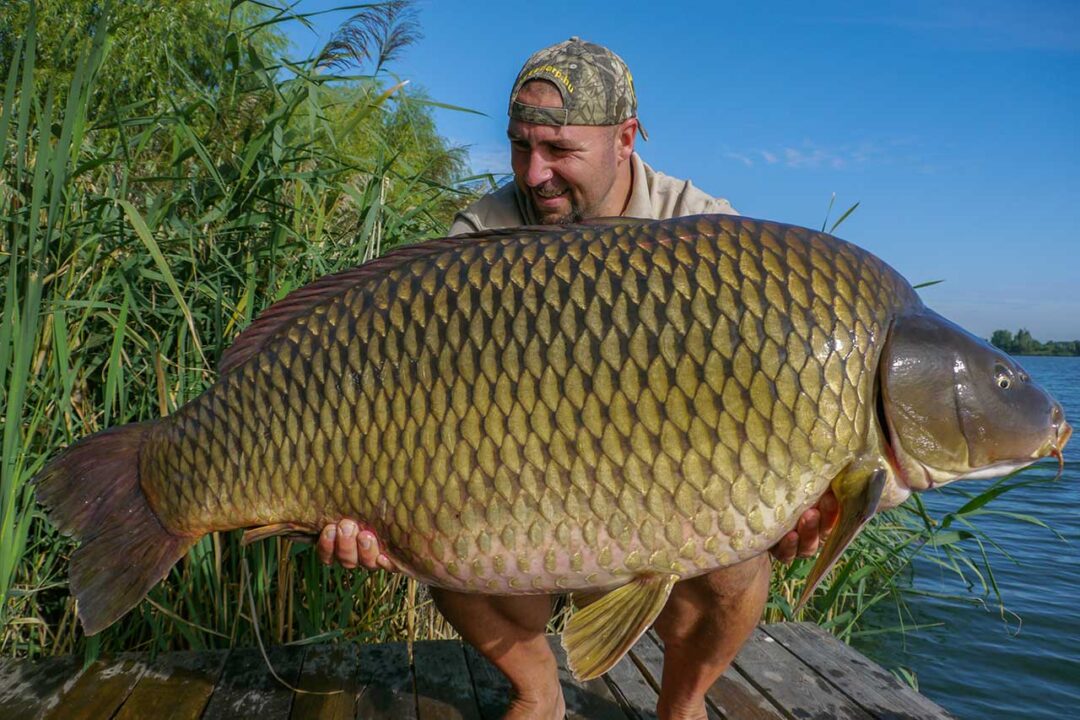 30 kg karpfen angeln schuppenkarpfen mit keen carp boilies