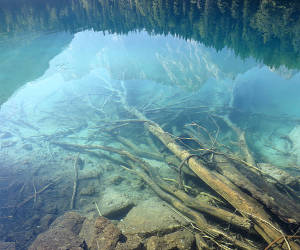 bild zeigt einen versunkenen baum in einem angelgewässer. hinternisse im angelgewässer sind hervorragende hotspots beim karpfenangeln.