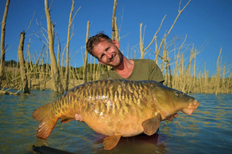 bild zeigt kapitalen karpfen der so schön ist das er auch beauty carp genannt wird. gefangen in einem hindernis reichen gewässer