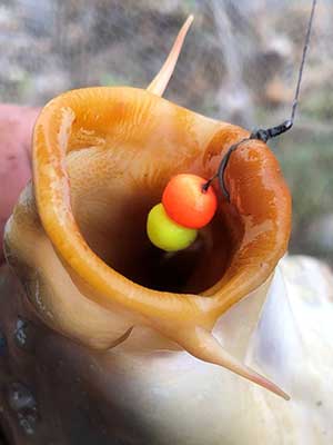 karpen haarmontage feederfischen 1