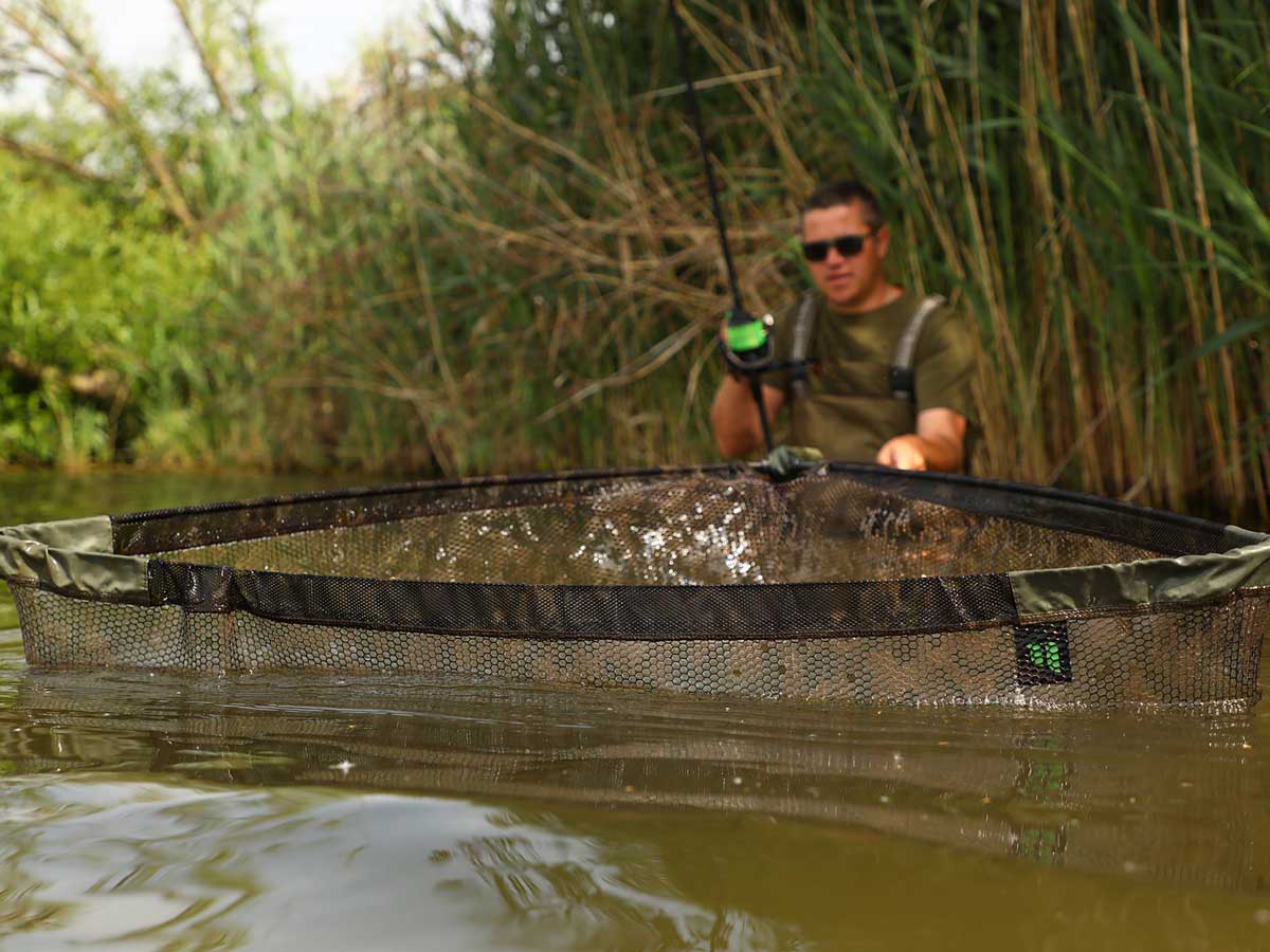 Carp in a landing net while carp fishing in Austria – large mirror carp in the net