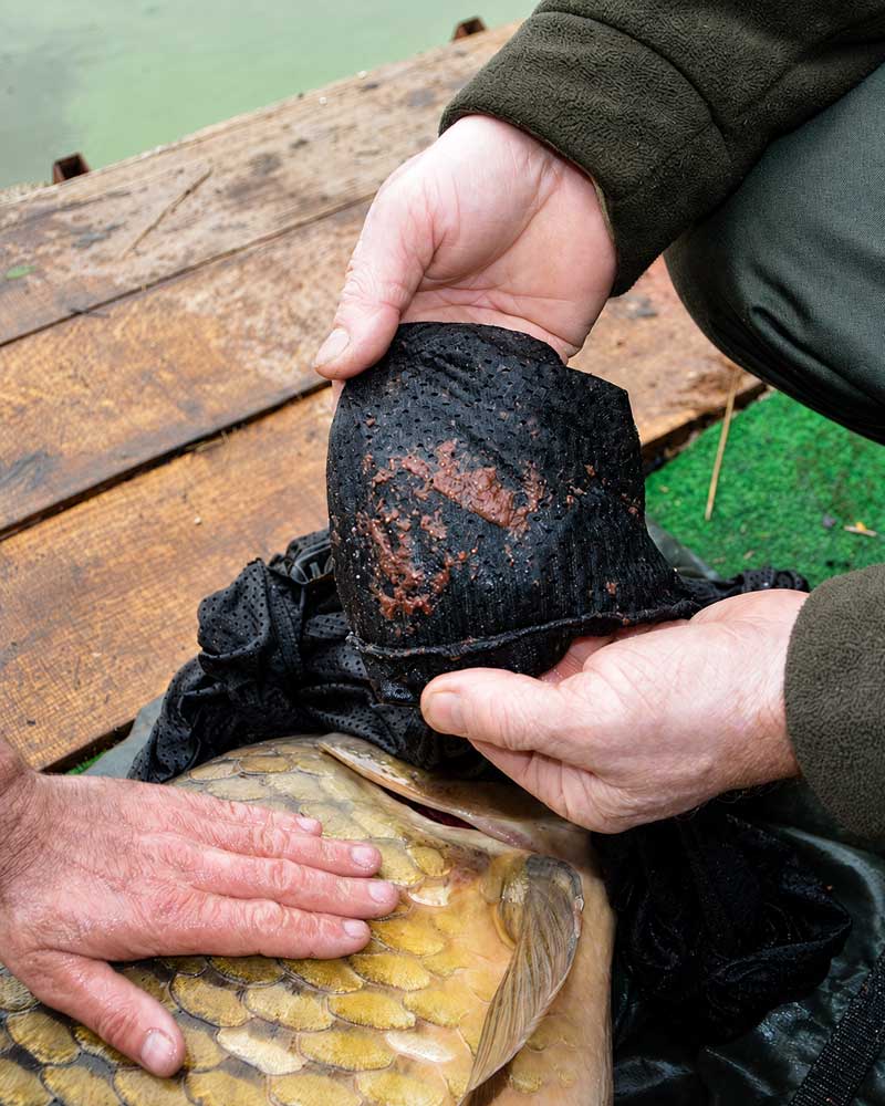 Karpfenangler prüft Verdaulichkeit seiner Boilies direkt am gefangenen Karpfen