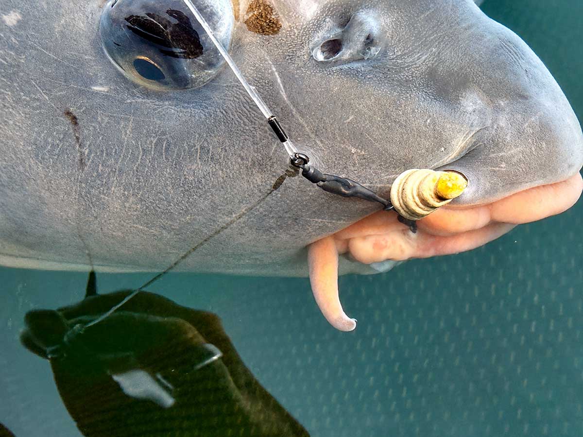 Karpfen mit Snailer-Form Boilie von Baitservice Austria als natürlicher Karpfenköder in Wasserschnecken-Form