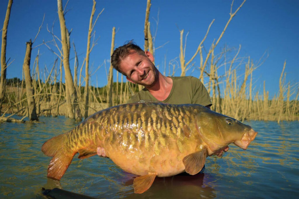 Bild zeigt Kapitalen Karpfen der so schön ist das er auch Beauty Carp genannt wird. Gefangen in einem hindernis reichen Gewässer
