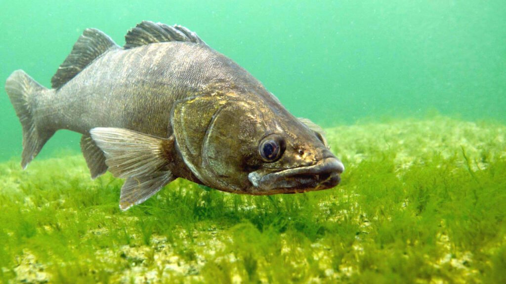 ZANDERANGELN – EIN GUIDE RUND UMS ZANDER FISCHEN