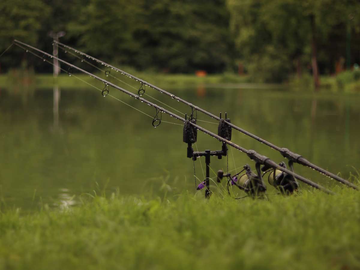 Delphin Karpfenruten mit Rollen, Bissanzeigern und Rod Pod am See