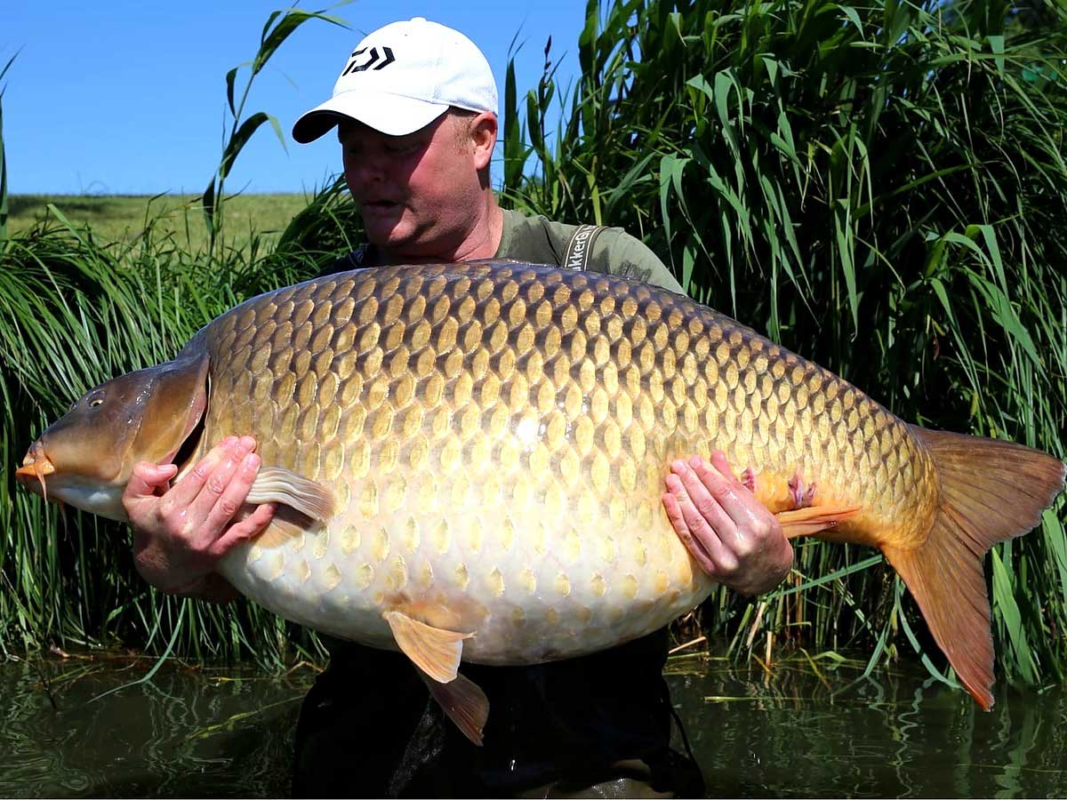 Close-up of the 109 lb common carp from Euro-Aqua in Hungary – massive common carp with golden scales