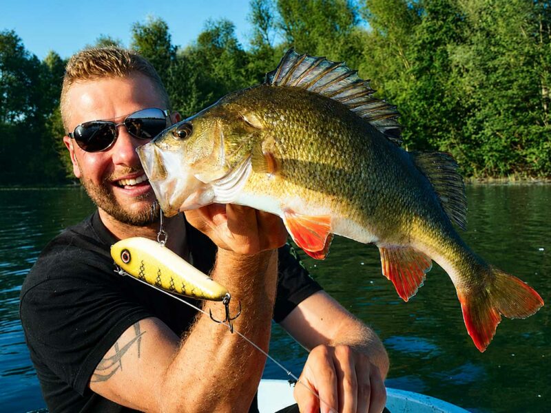 Barsch als Raubfisch Motiv für Raubfisch Angeln und Welsangeln auf der Carp Austria Angelmesse