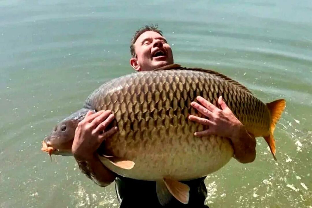 David Knock hält einen 105.4 lb Schuppenkarpfen aus dem Euro-Aqua in Ungarn – vorheriger Common-Carp-Rekord 2025