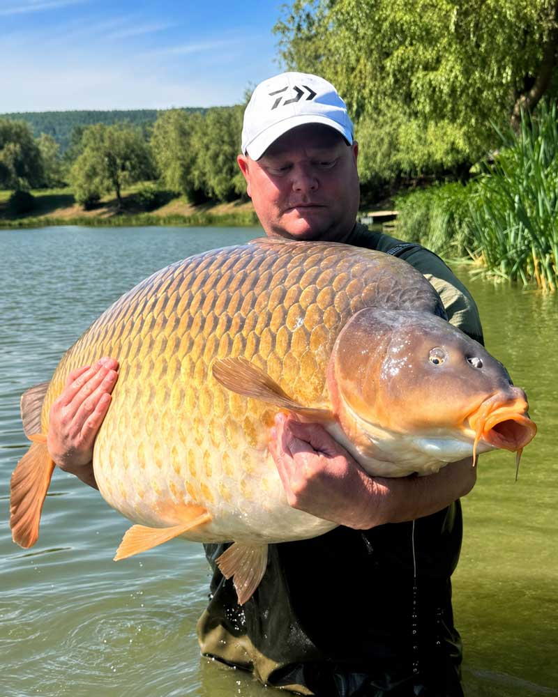Angler hält einen großen Schuppenkarpfen am See als Rekordfang beim Karpfenangeln