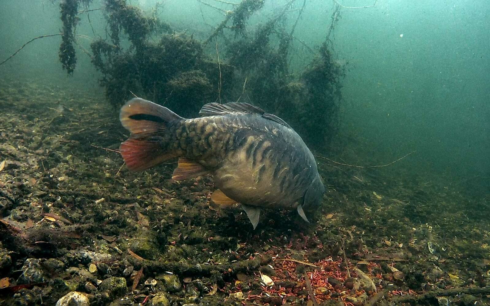 Lockstoffe für Karpfen mit Geruch, Aroma, Liquid und Dip beim modernen Karpfenangeln