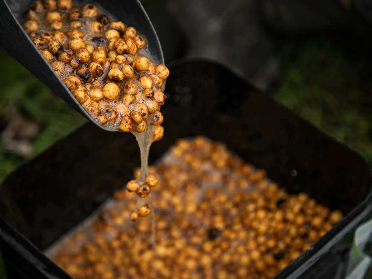 Tiger nuts as carp particle bait, fermented and freshly prepared for selective carp fishing