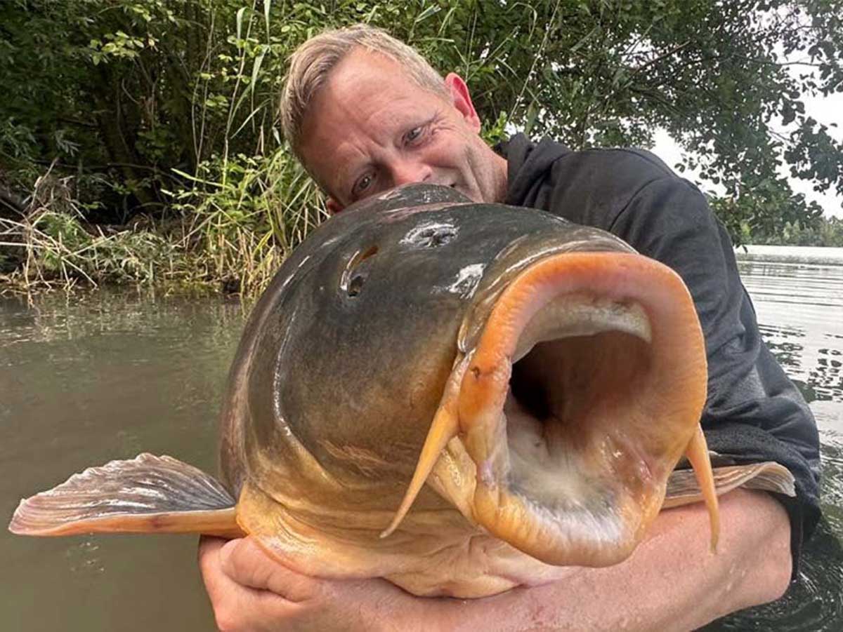 Kapitaler Spiegelkarpfen Cuello de Toro mit 41,3 Kilogramm aus einer deutschen Kiesgrube