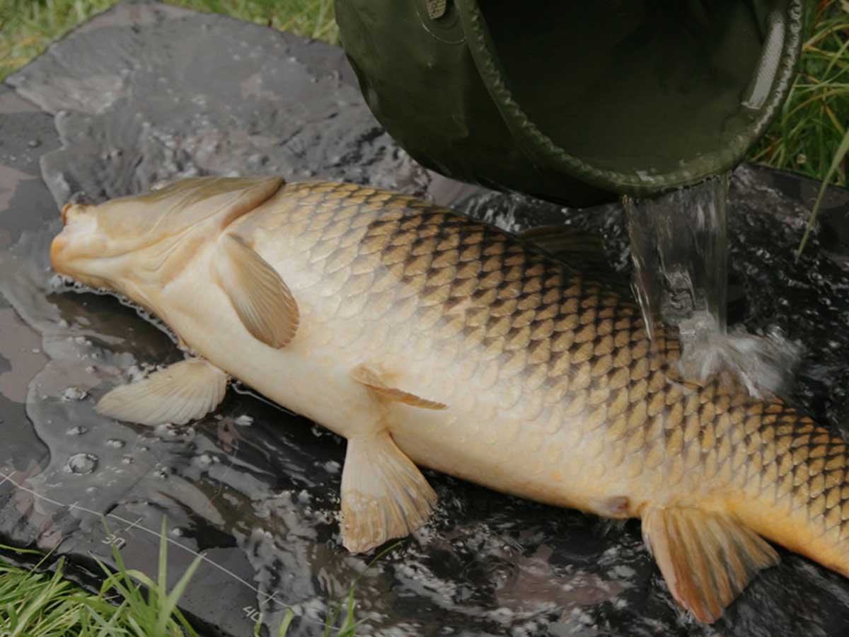Karpfen auf der Delphin CarpMAT BANX Abhakmatte wird mit Wasser übergossen