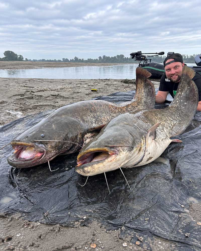 Angler mit zwei großen Welsen aus dem Po beim Catfanatika Fishing Camp