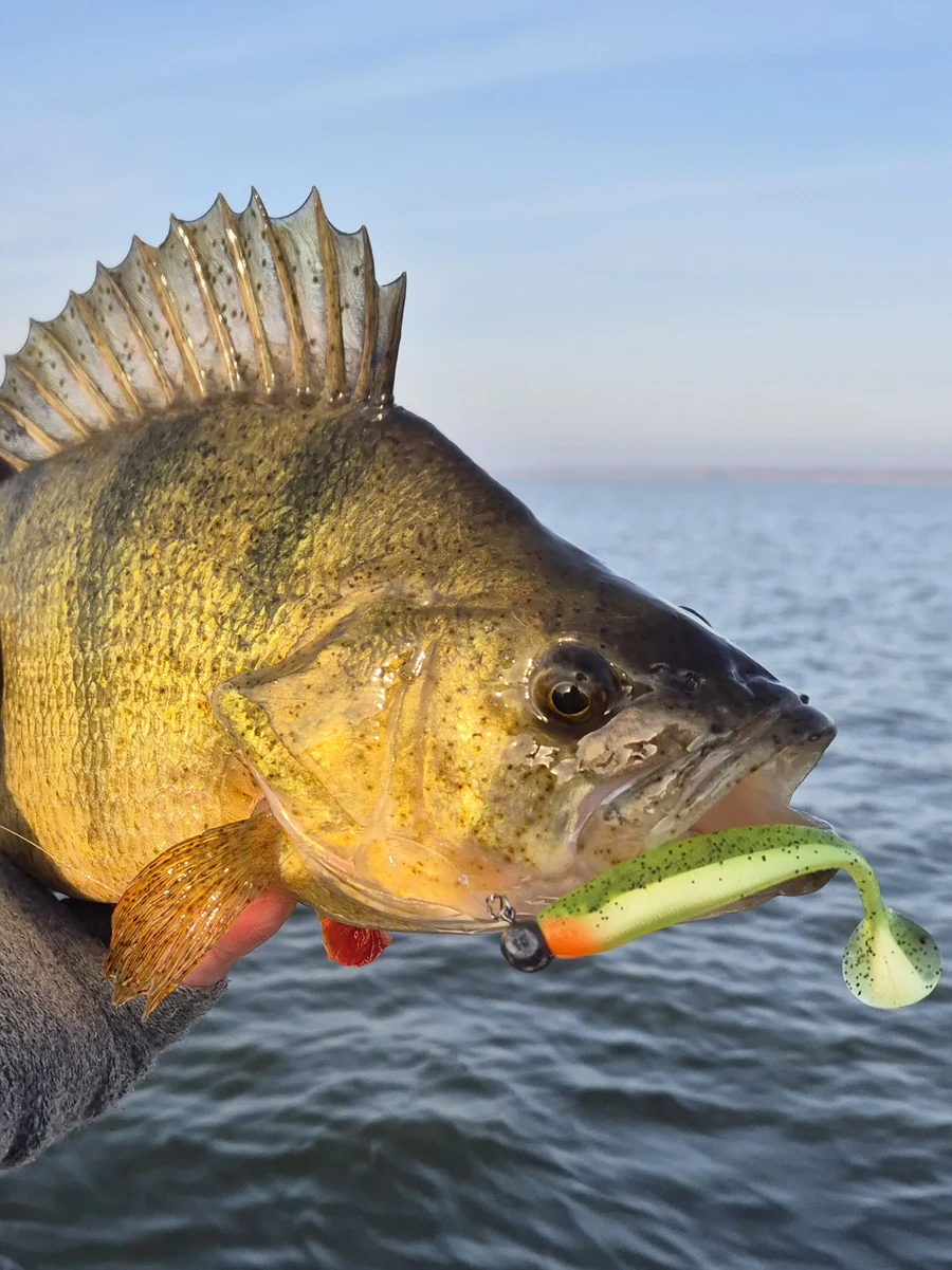 Barsch mit einem Softbait vor dem Wasser