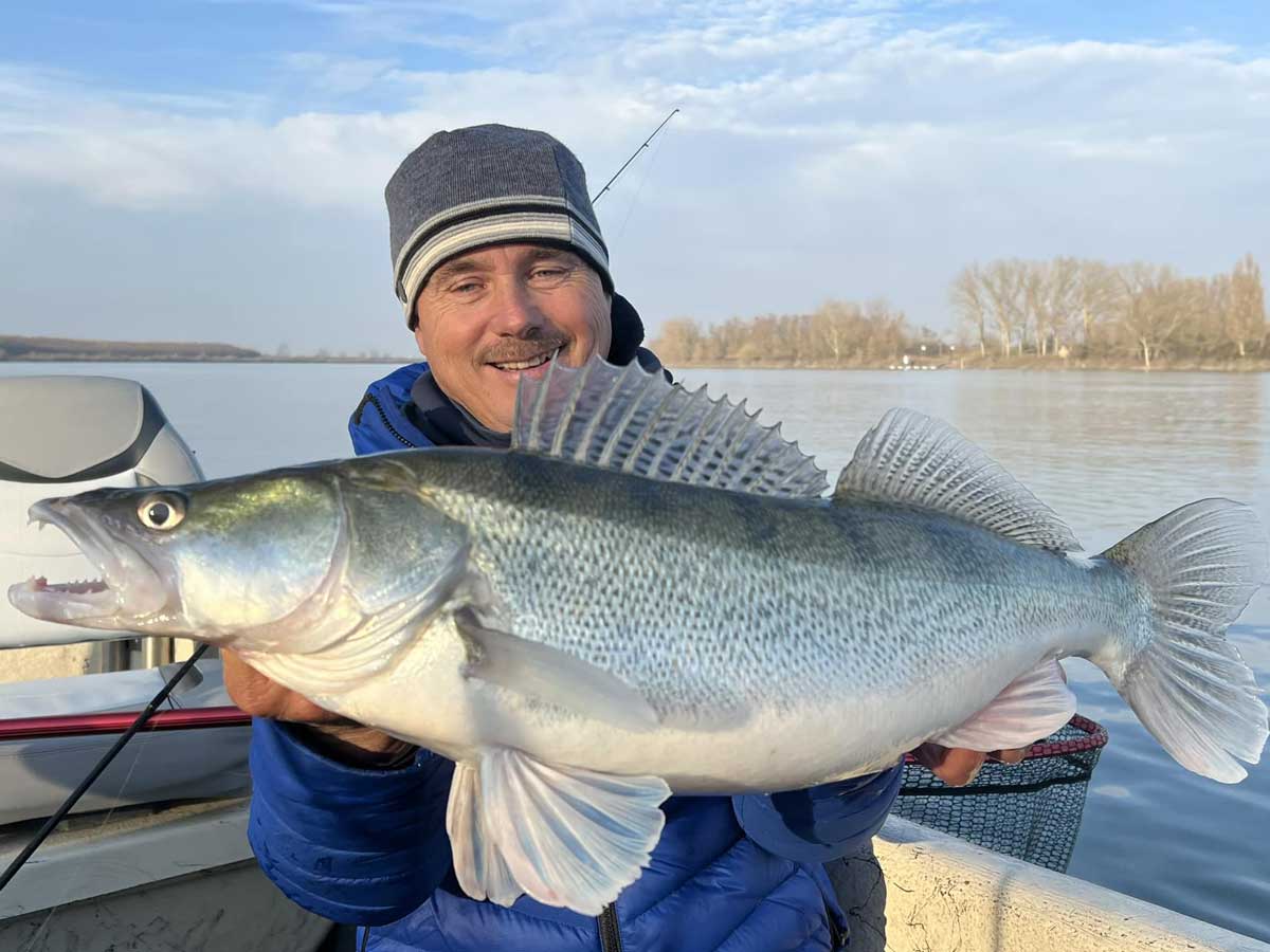 Angler mit großem Zander aus dem Po bei Andy’s Wallercamp